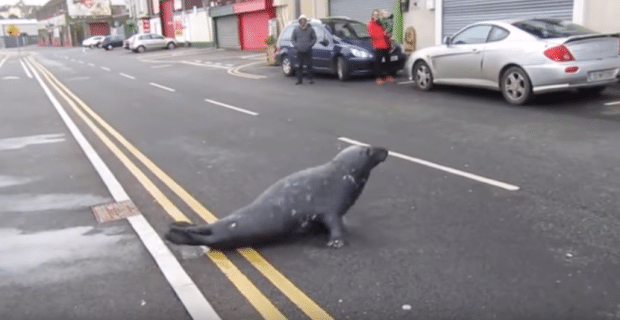 De ce a traversat foca strada? Ca sa ajunga la un restaurant