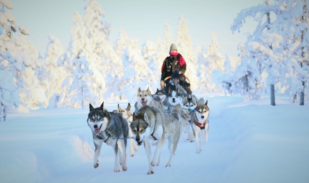 sanie trasa de Husky in Roviniami, Laponia