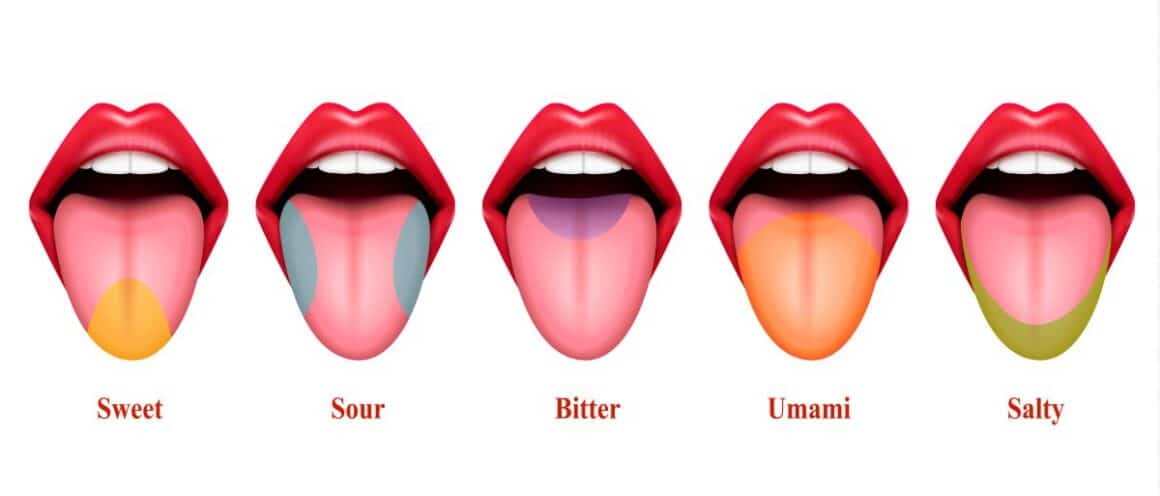 cele cinci gusturi explicate în funcție de dispunerea receptorilor de pe limba responsabili pentru fiecare gust