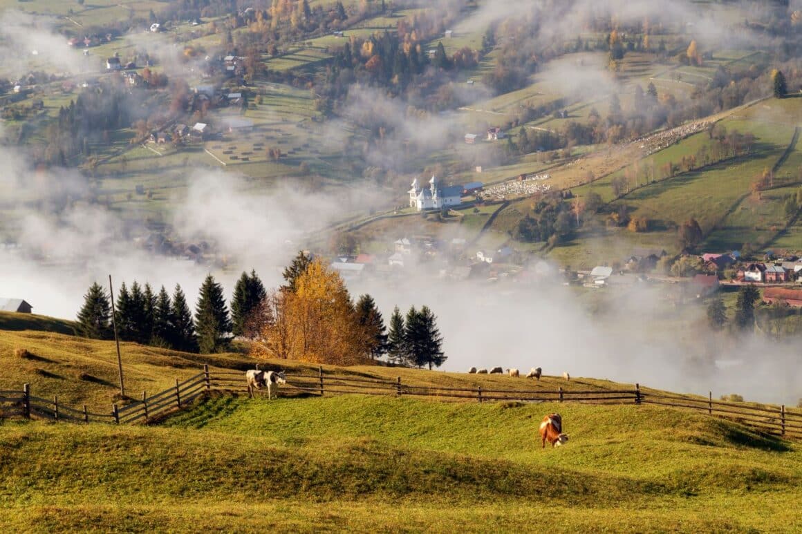 Un deal din bucovina pe care pasc două vaci și un gard separă două propietăți. in fundal se vede un sat răsfirat pe un deal si o biserica