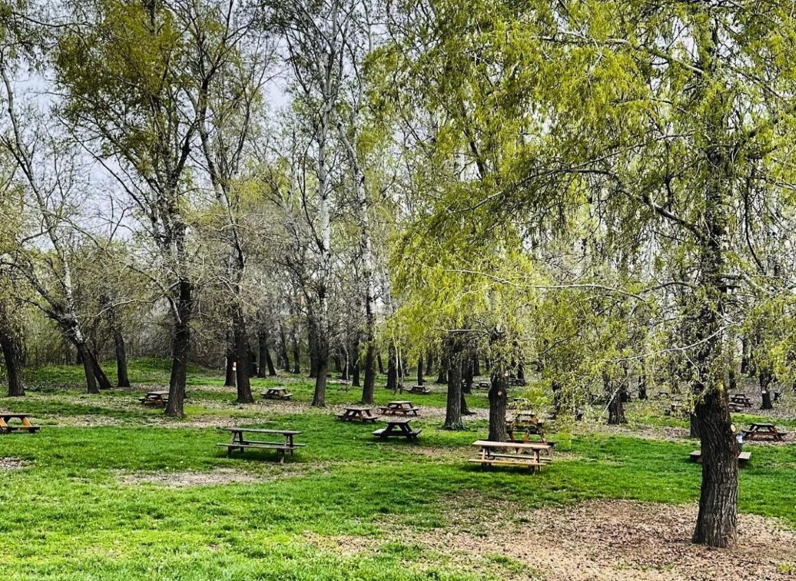 mai multe mese de picnic sunt asezate printre copacii padurii cernica la extreme park cernica. Locuri de grătar București
