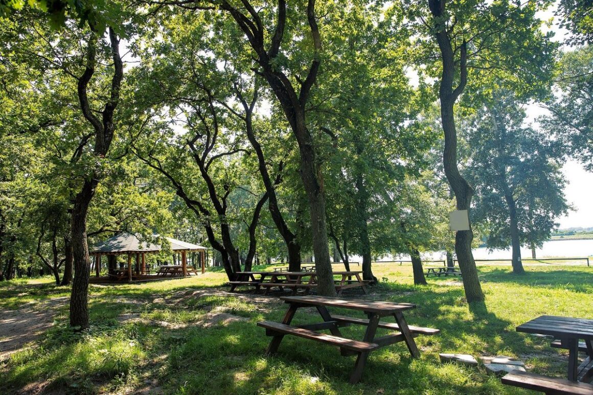 mai multe mese de picnic sunt asezate printre copacii padurii cernica