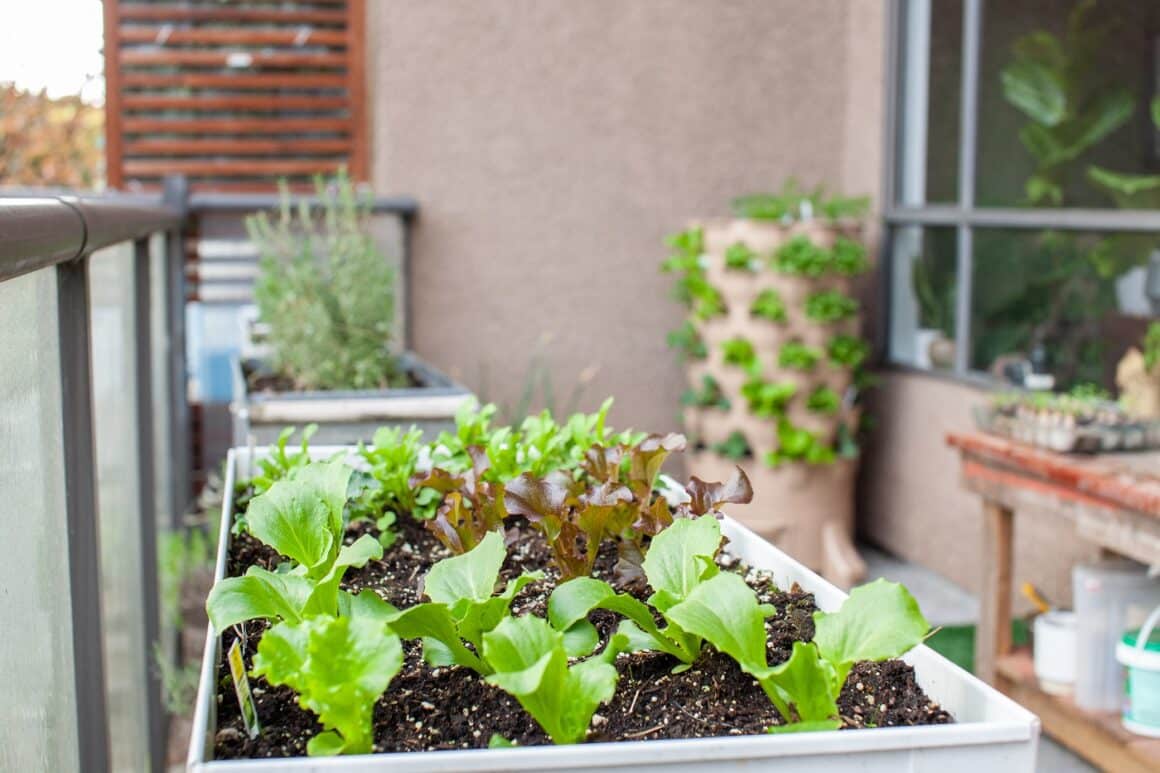 Balcon de apartament cu jardiniere in care au răsărit frunze de salata din compost făcut acasă.