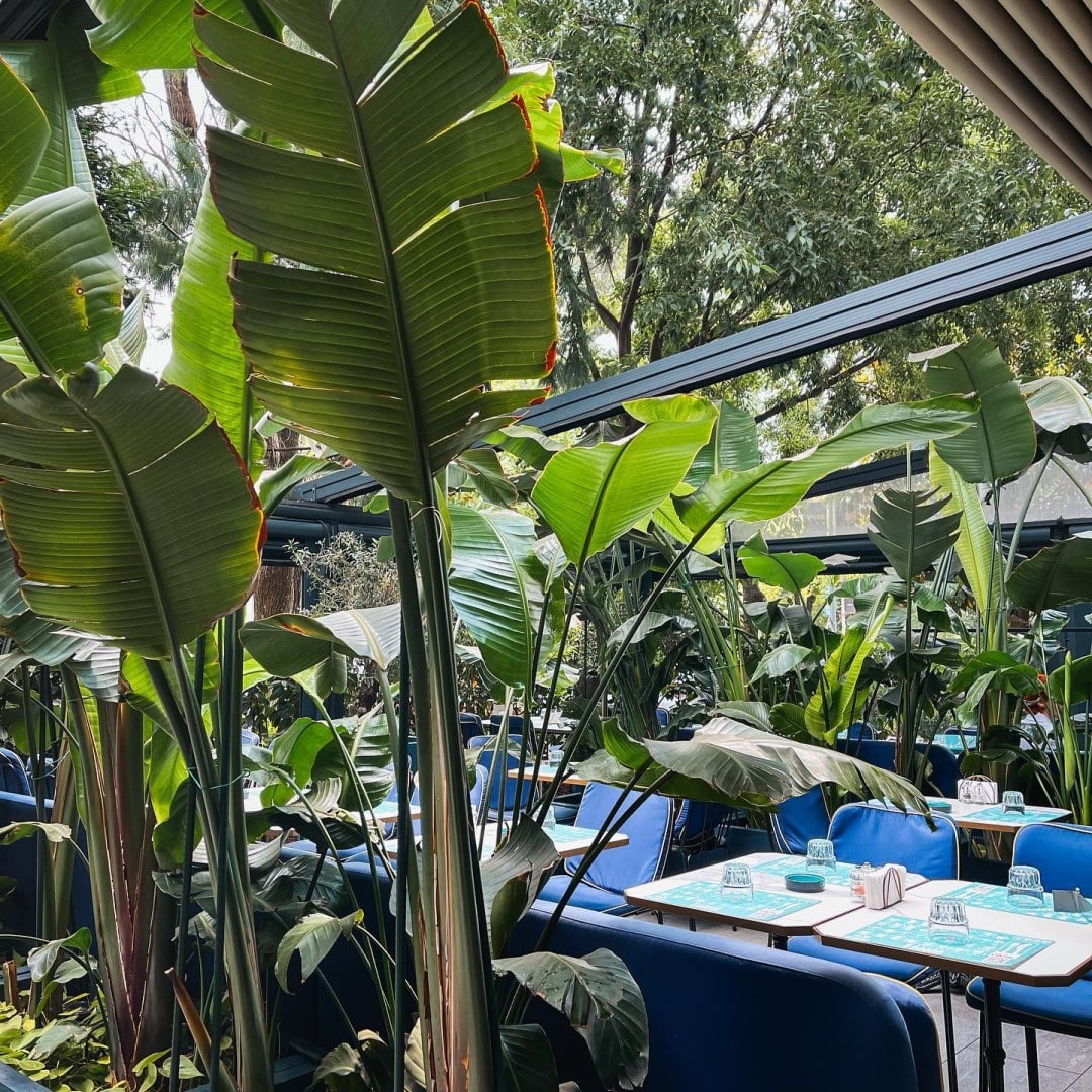 Terasa de la E3 by Etnourage, cu mese si scaune albastre ascunse printre o multime de plante mari, cu frunze ca de palmier