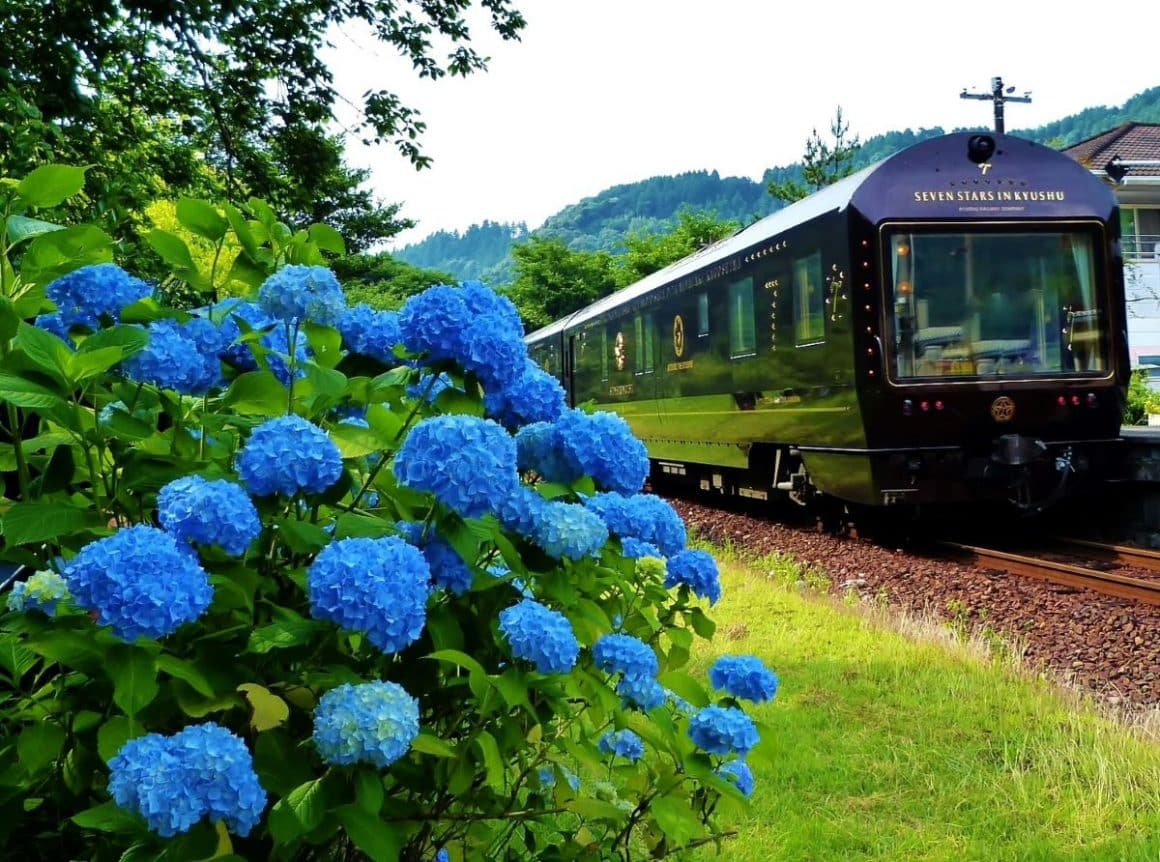 un tren trece prin dreptul unei tufe de flori albastre
