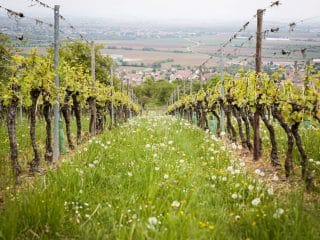 Ce sunt vinurile ecologice, bio, biodinamice sau sustenabile și care sunt diferențele?