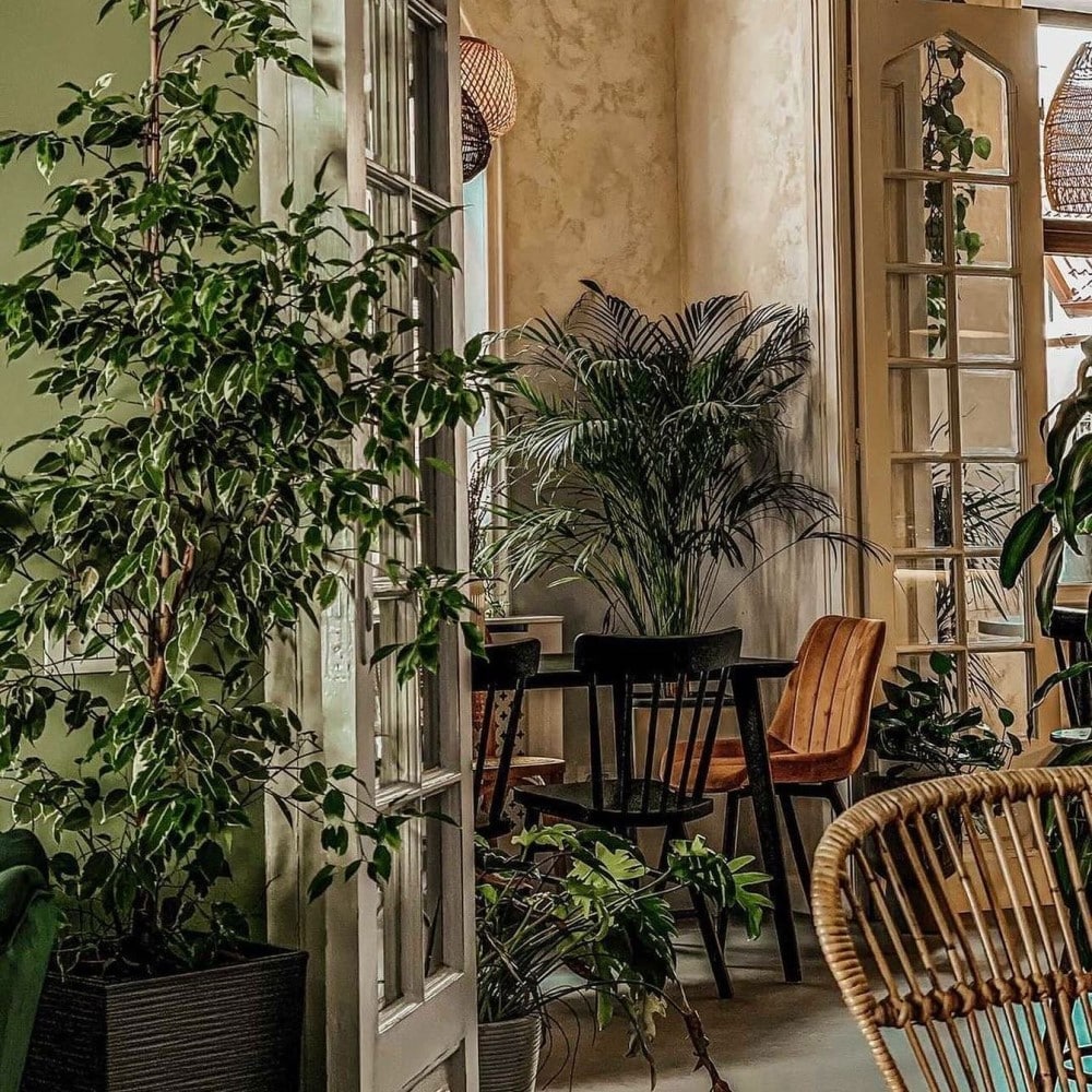 interiorul unei cafenele micute din bucuresti, cu multe plante verzi și geamuri mari
