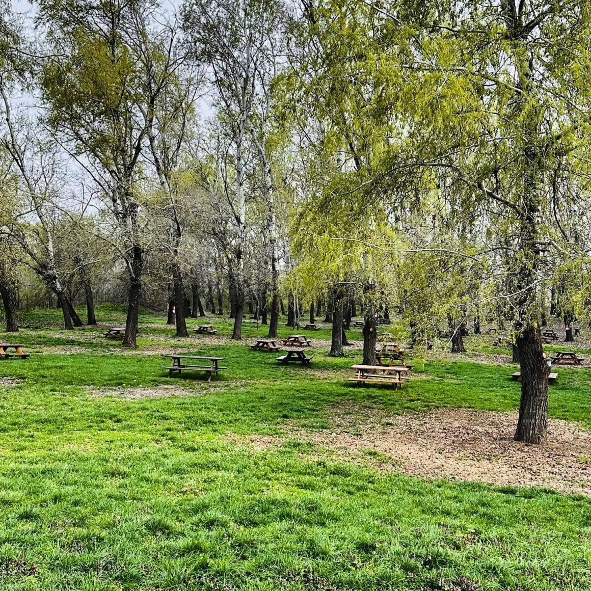 mese de picnic asezate printre copaci, in padurea cernica