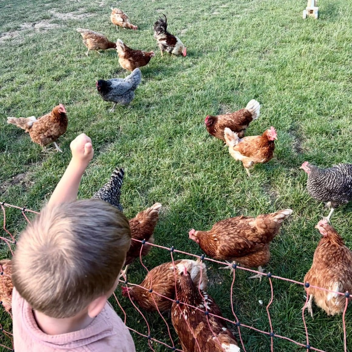 Baietel hraneste gainile la Eggland