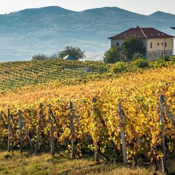 prim plan cu podgorie de vita de vie, iar in fundal crama Lacerta. Crame din România