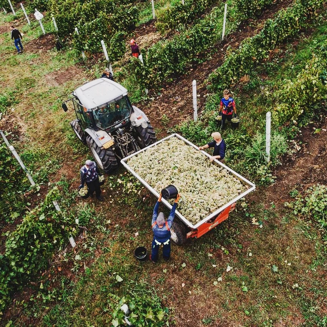 Sezonul recoltei la Cramele Cotnari. Mai multi oameni culeg struguri si ii incarca intr-un tractor cu remorca. Fotografie de sus 