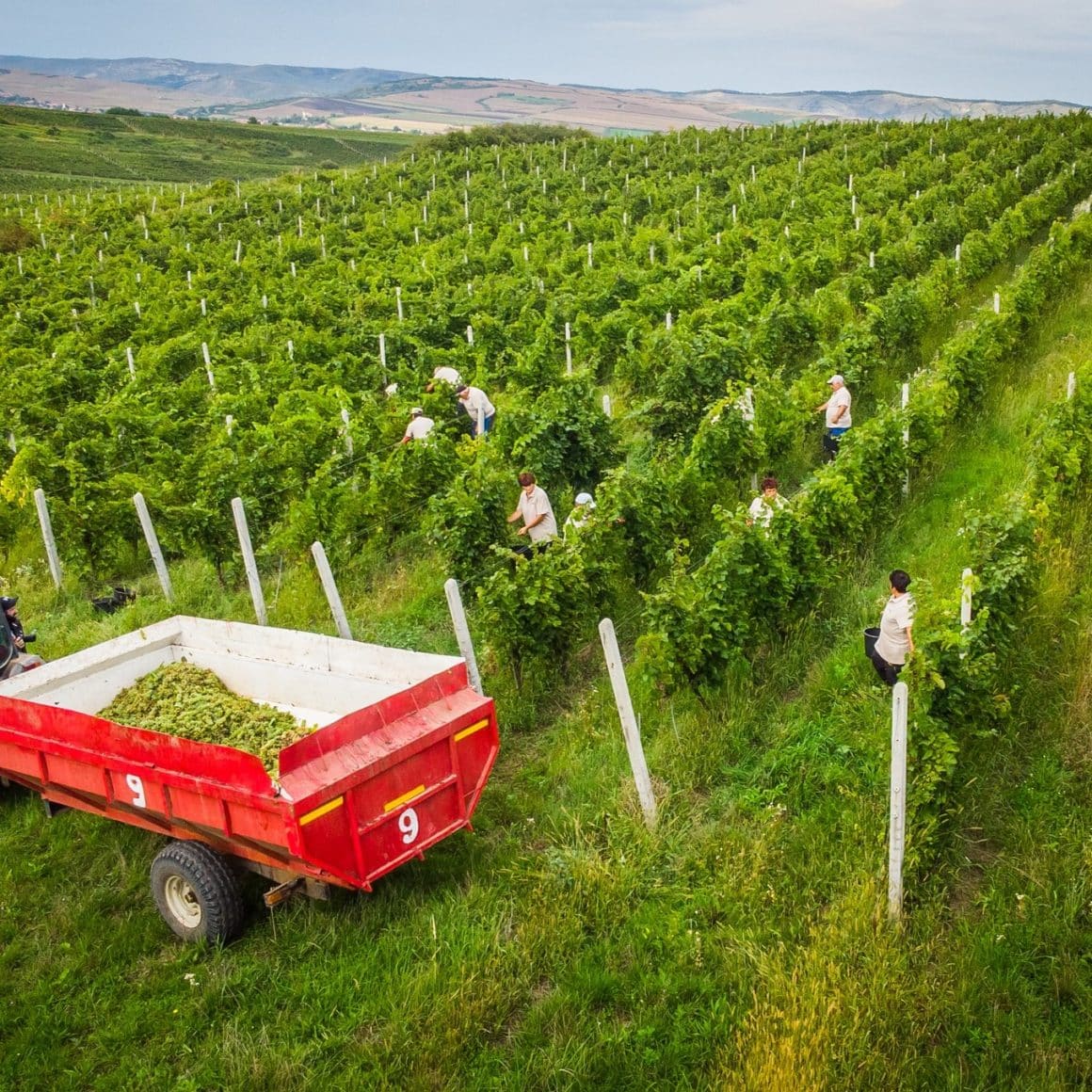 Sezonul recoltei la Crama Jidvei. Mai multi oameni culeg struguri si ii incarca intr-un tractor cu remorca. Fotografie de sus 