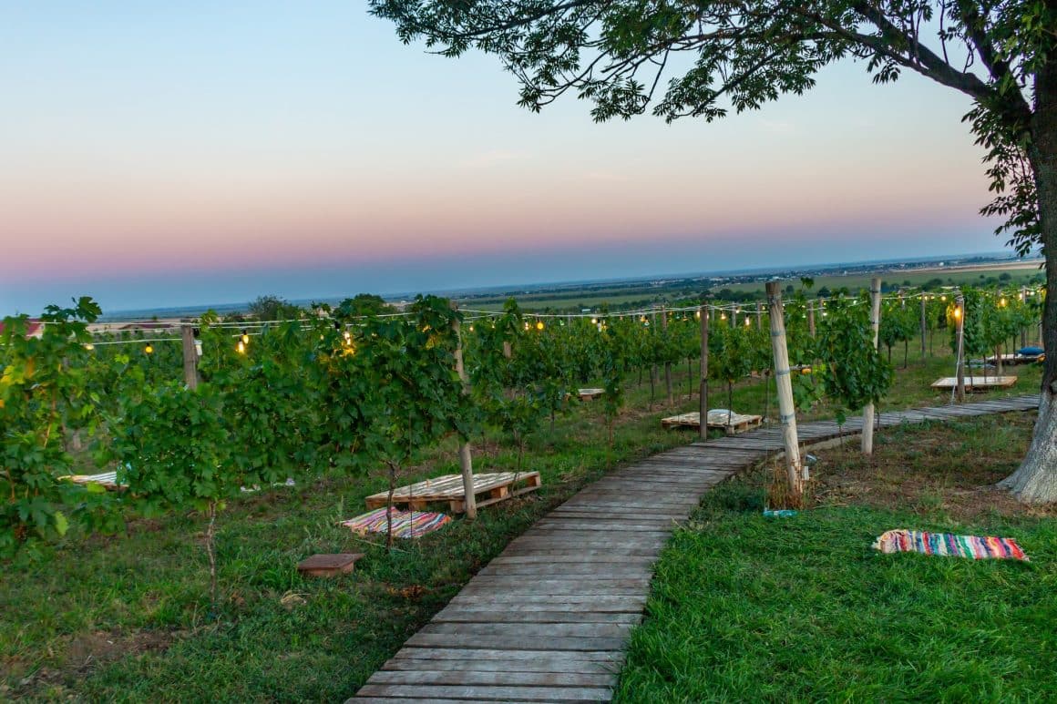 podgorie de vita de vie verde, cu beculete decorative si paturi asezate pe iarba. Cramde din România cu degustare de vinuri