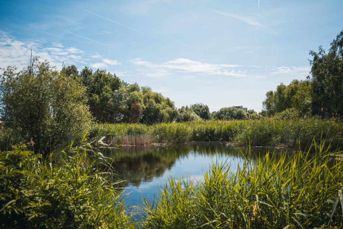 Parcul Natural Văcărești. Obiective turistice București