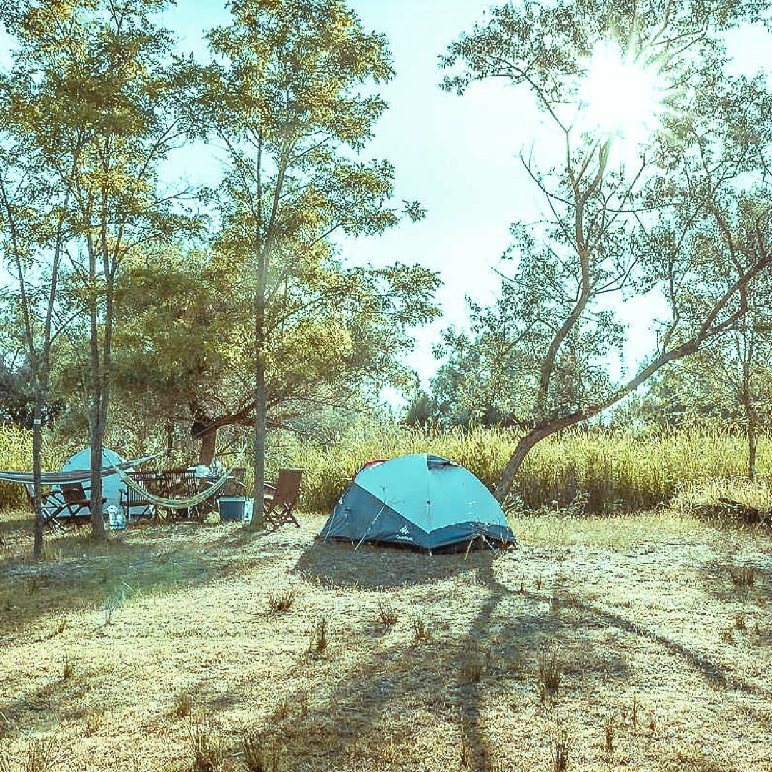 cort asezat printre copaci, la marginea unui stufăriș. Green Dolphin Camping Delta Dunării. Cele mai frumoase campinguri din România. 