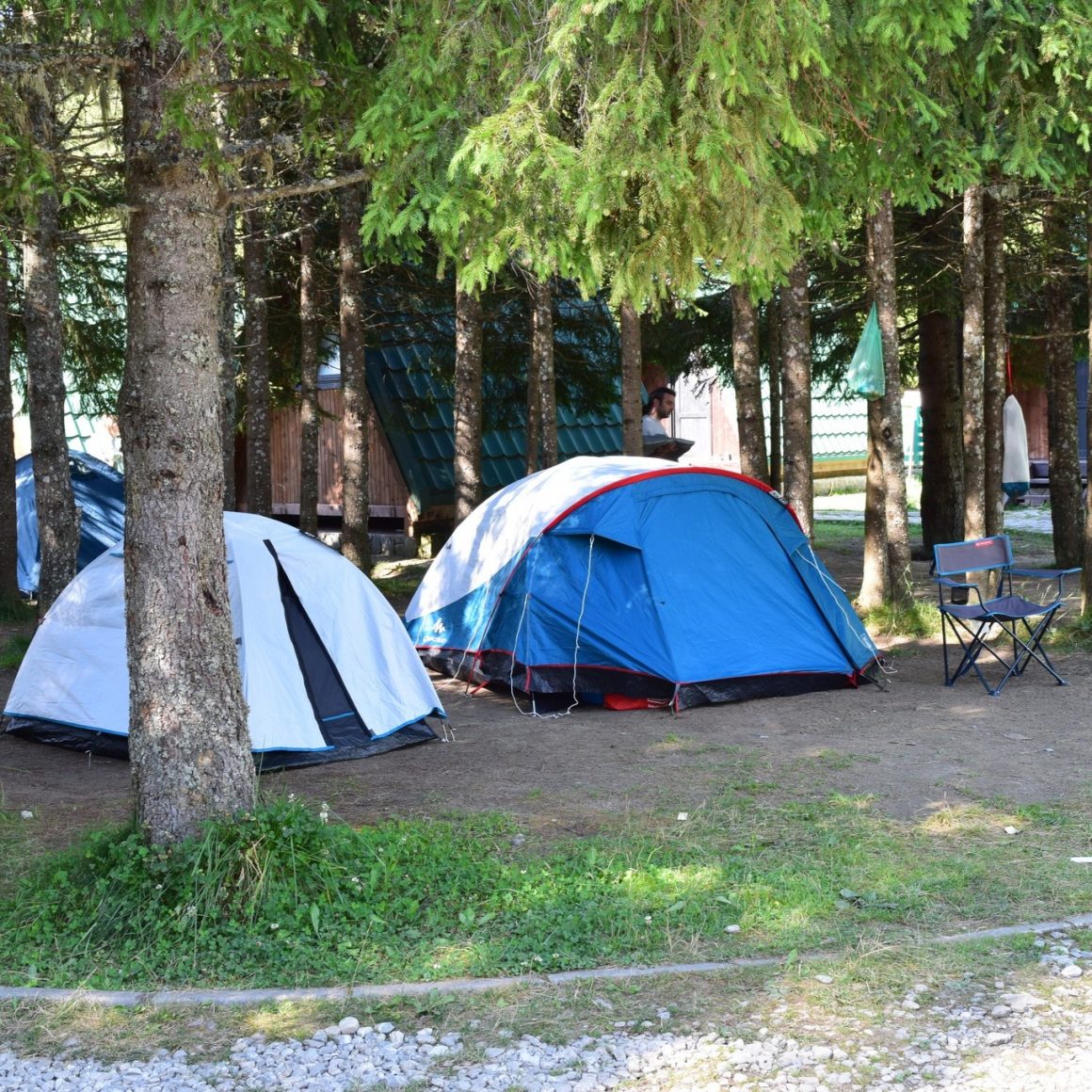 corturi amplasate la baza unor brazi la Camping Zănoaga. 