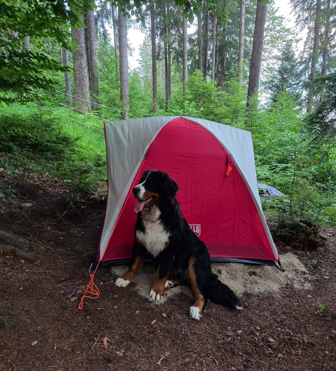 caine ciobanesc fotografiat in fata unui mic cort de campare