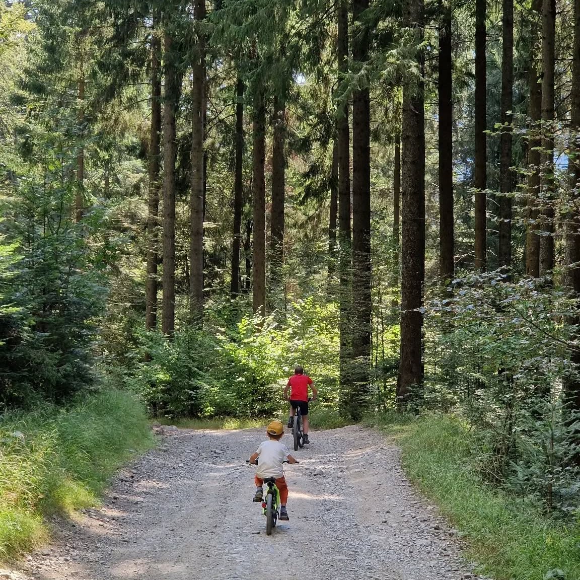 tatal si fiul merg cu bicicleta pe un drum de munte marginit de brazi