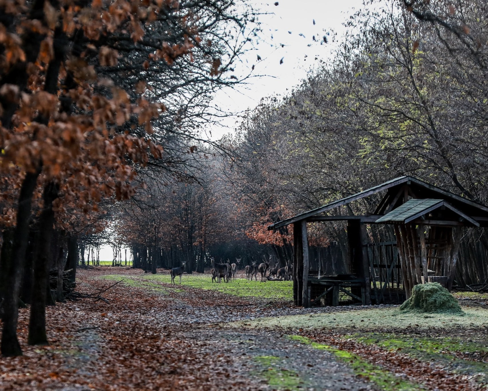 padure fotografiata toamna, cu spatiu pentru hranirea animalelor