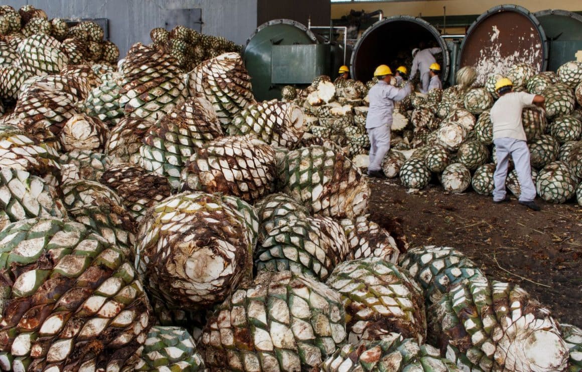 Stive mari de pina, agave curatate d efrunze, intr-o fabrica de tequila