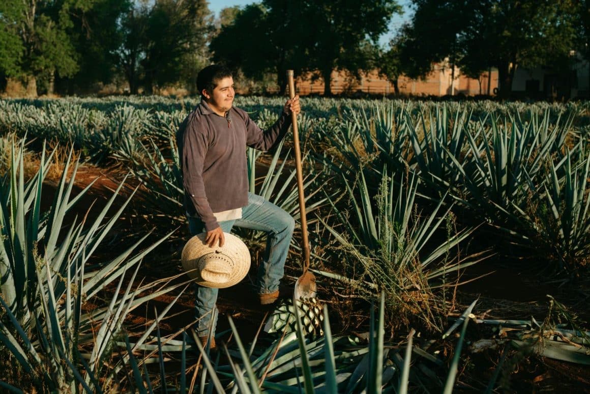 Jimador - lucrator la o ferma de agave, care recolteaza plantele. Din ce se face tequila.