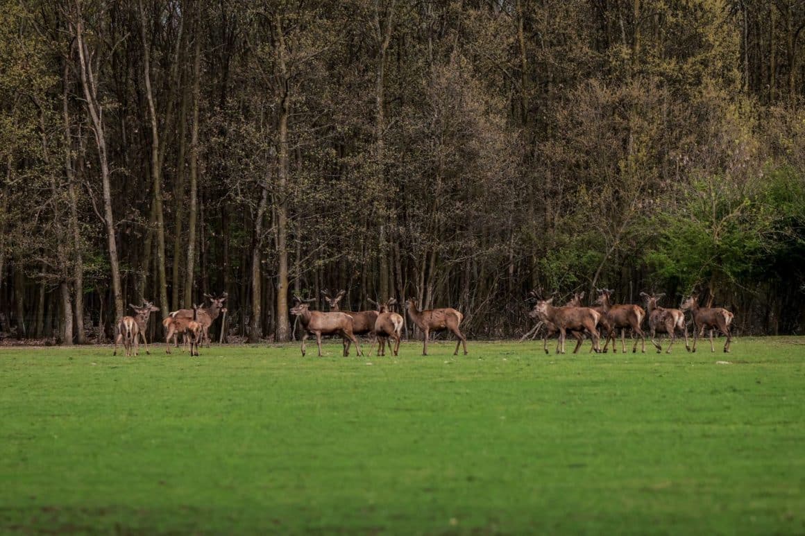 ceată de cerbi umbla liberi in padurea de pe domeniul Singureni Manor, distins cu o cheie Michelin Keys în România